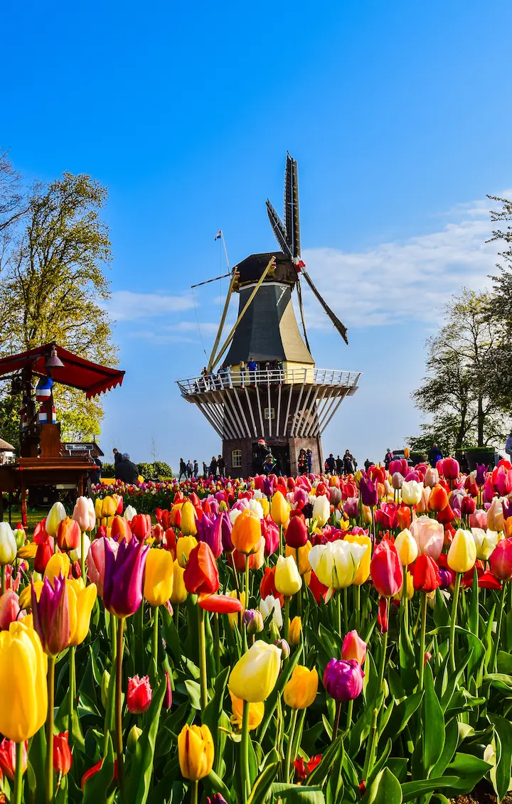 Keukenhof: Taman Bunga Surga yang Wajib Dikunjungi di Belanda