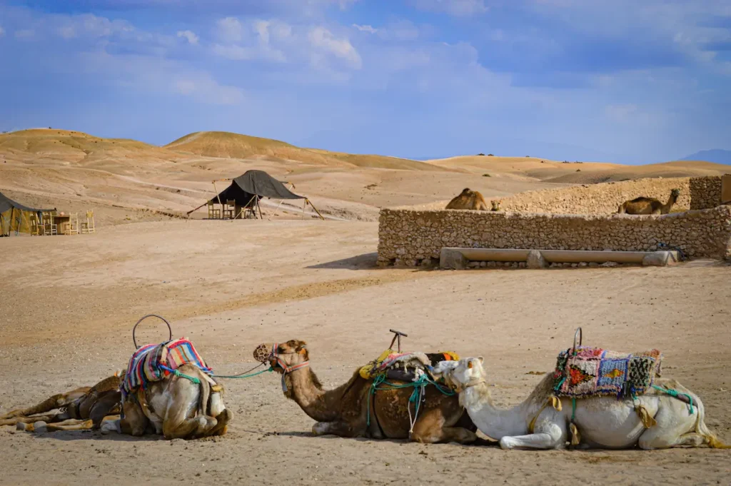 Berpetualang di Gurun Sahara yang Menakjubkan