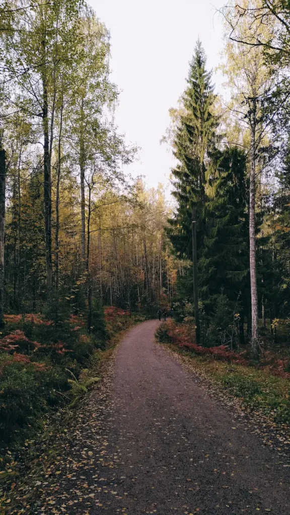 Menyusuri Keindahan Hutan Finlandia